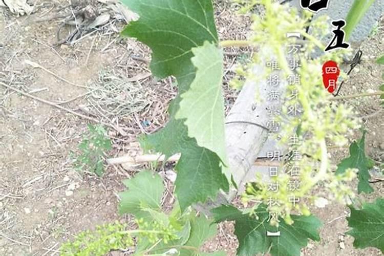 葡萄开花,坐果期如何管理？要注意什么问题？