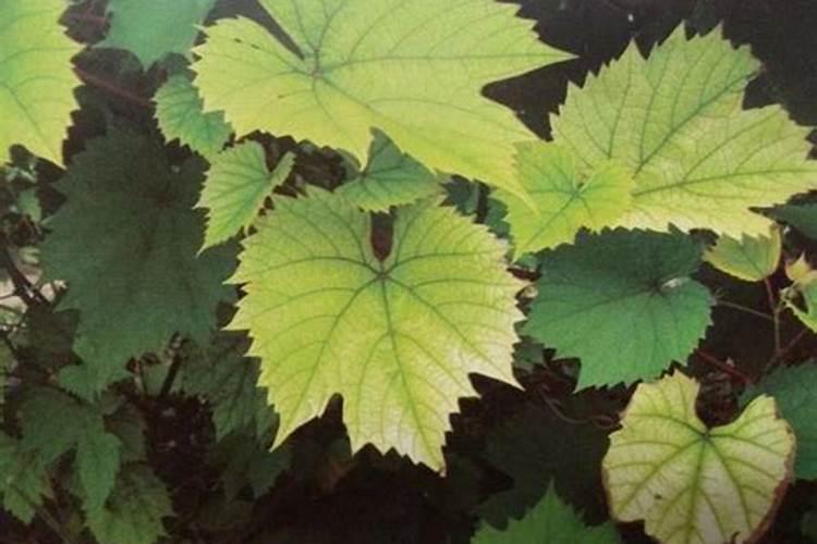 苹果病毒病症状与防治方法