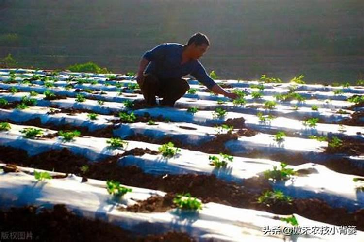 蔬菜如何施肥能高产 蔬菜的施肥方法是什么