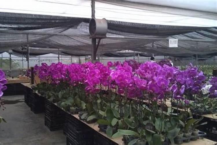 如何给月季花施肥