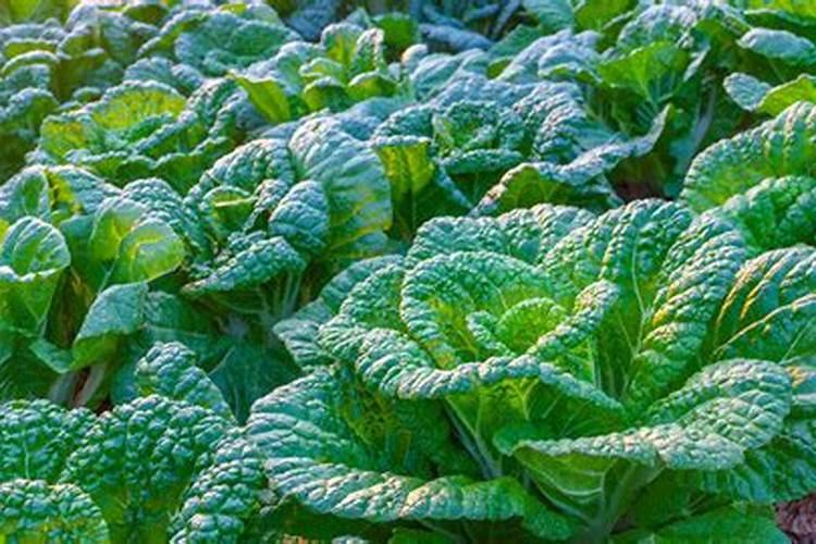 秋白菜什么时候浇水好 秋白菜最佳浇水时间