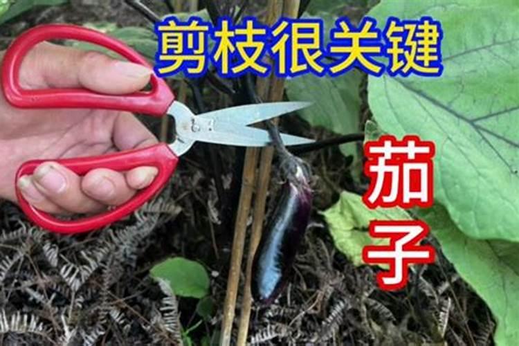 白色水果有哪些品种,什么水果外表是白颜色的