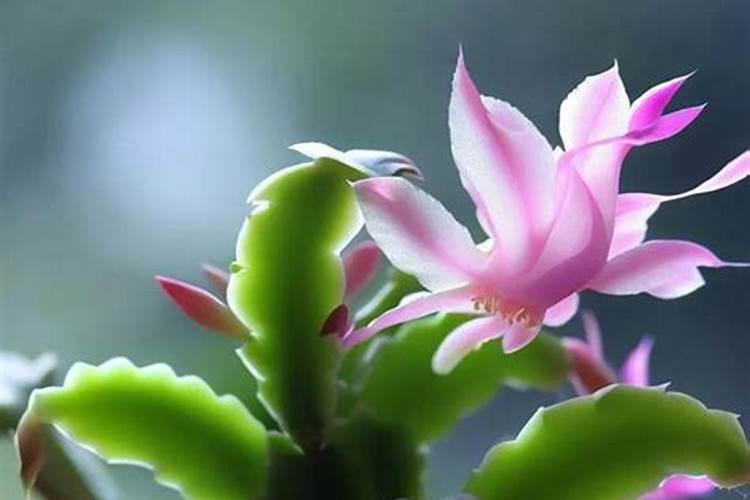 蟹爪兰春天施什么肥