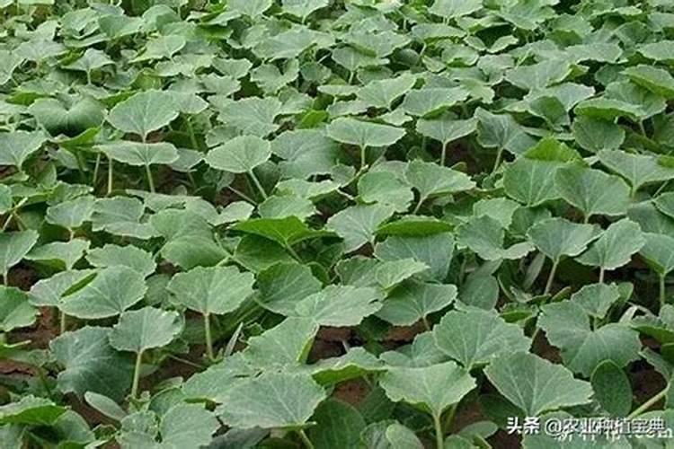 南瓜移栽后多少天可以施肥