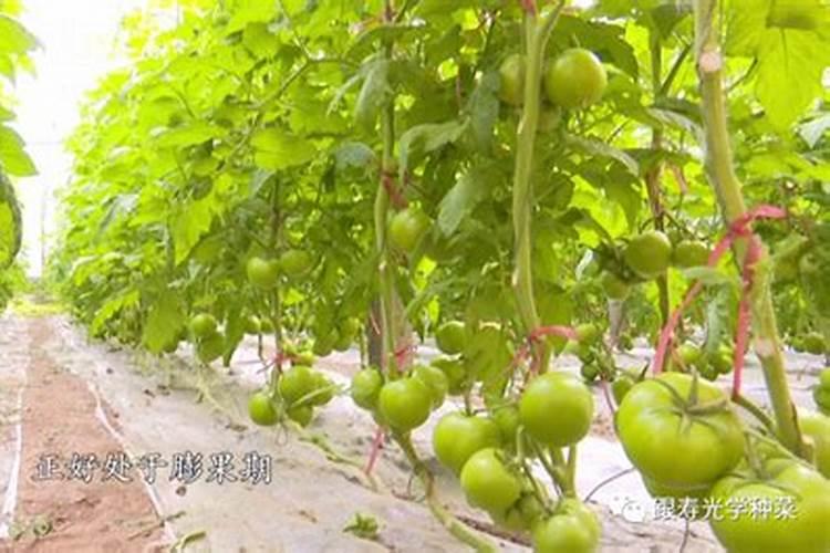 现在番茄这样什么时候冲膨果肥料