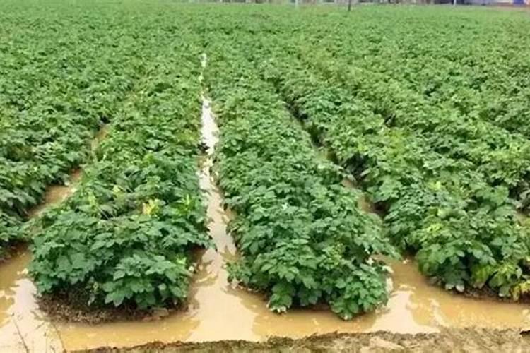 白菜种植管理和施肥