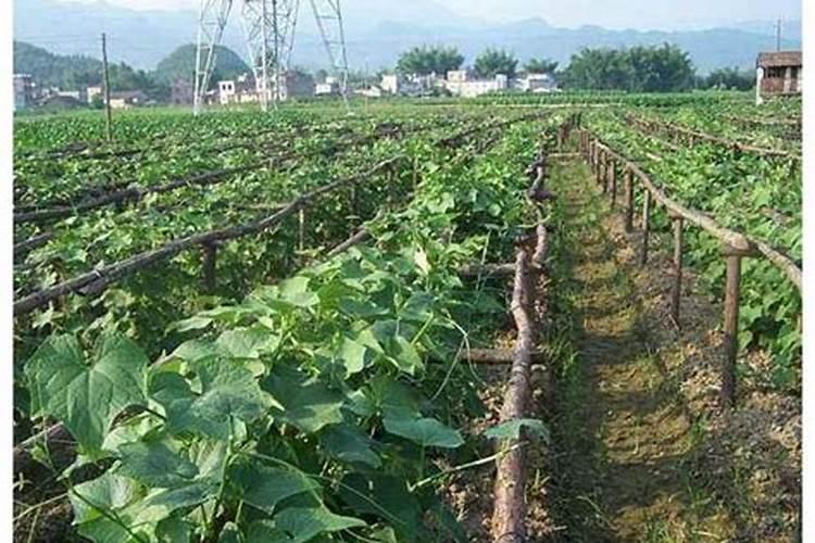 沼气废液对植物有营养价值吗？