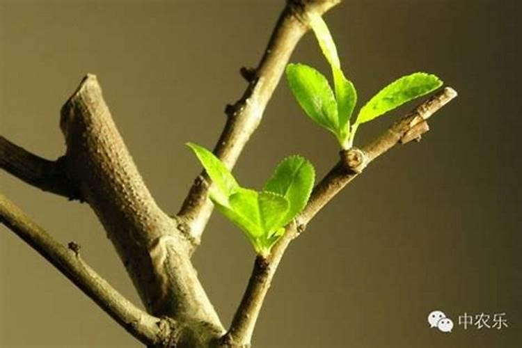 种菠萝施什么肥