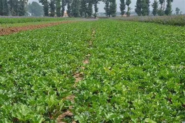 南沙参种子几月播种最好 种植方法