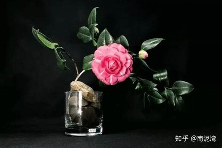 盆栽植物如何施肥,盆栽植物施什么肥效果好