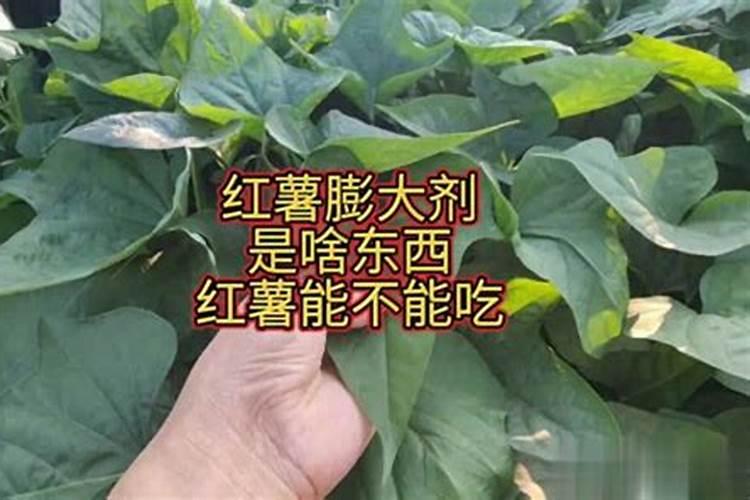 膨大素哪个品牌的最好