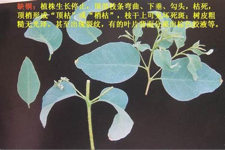 中国磷矿石未来走势如何中国？