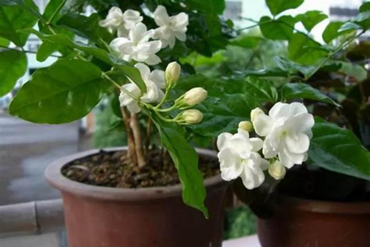 茉莉花修剪后还是不生长是怎么回事