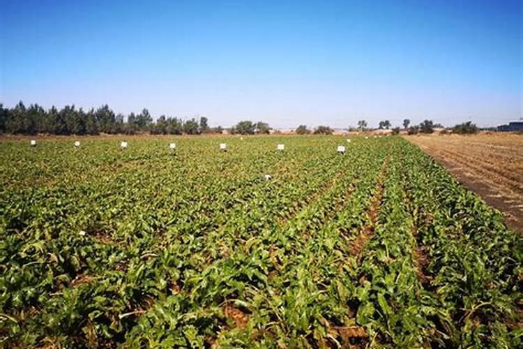 甜菜如何科学施肥