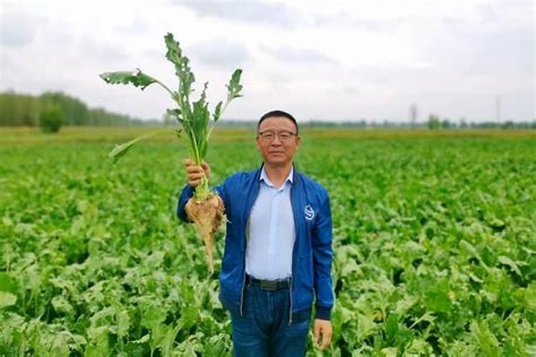 甜菜高效种植技术要点 甜菜养护应该注意什么