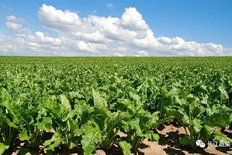 甜菜高效种植技术要点 甜菜养护应该注意什么