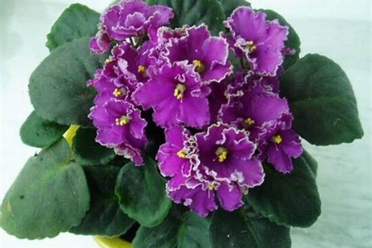 花怎么浇水