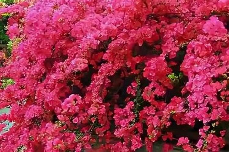 花椒叶面肥多久打好