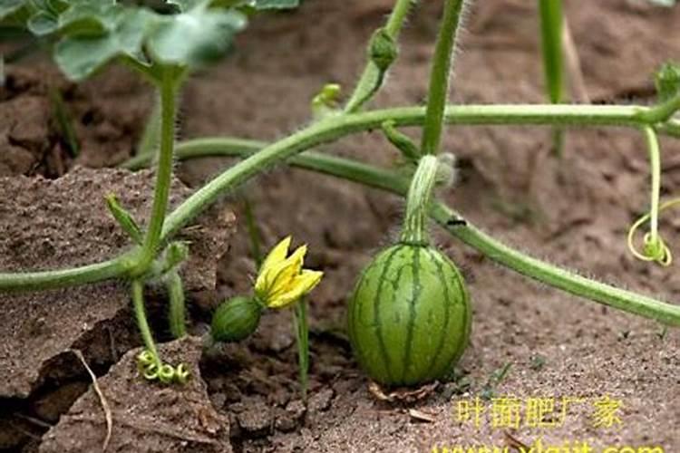 水溶肥和复合肥的区别是什么