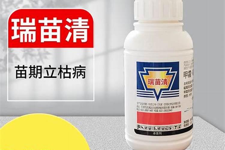 姜荷花夏天养殖方法和注意事项