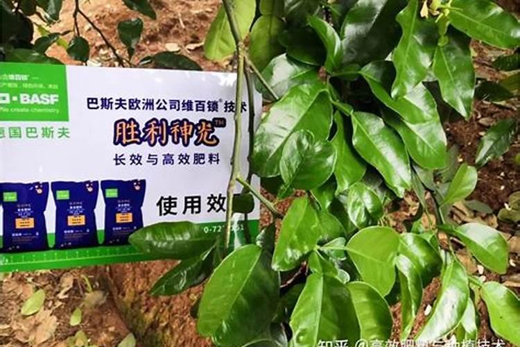 沙田柚开花期可以施碳铵肥吗？