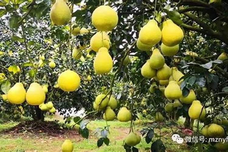 沙田柚8月份可以淋花生菇水吗？