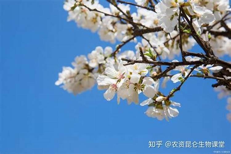 蔷薇花多久可以开花
