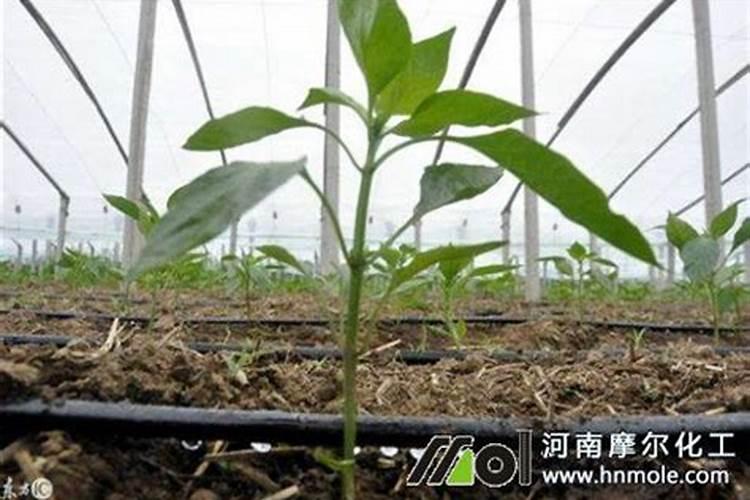 长豆角开花期喷什么药不掉花(打什么药能提高豆角产量)
