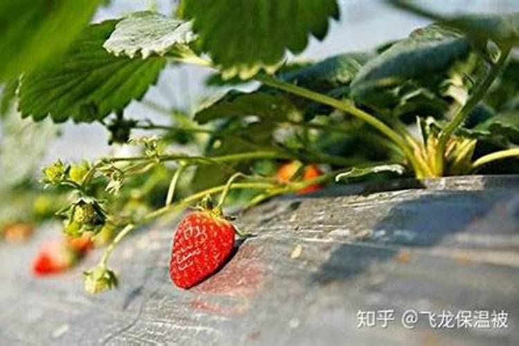 草莓要施什么肥料