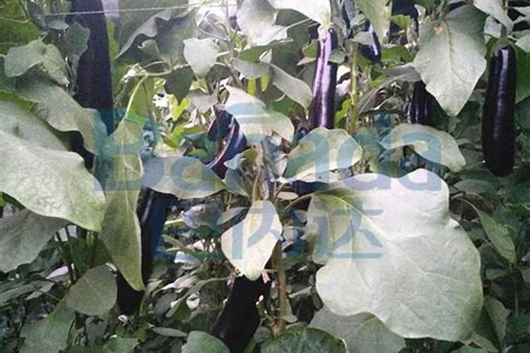 喷叶绿素间隔3天可以吗