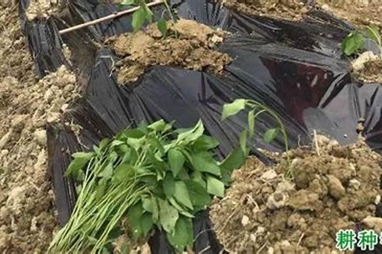 迎春花需要什么肥料