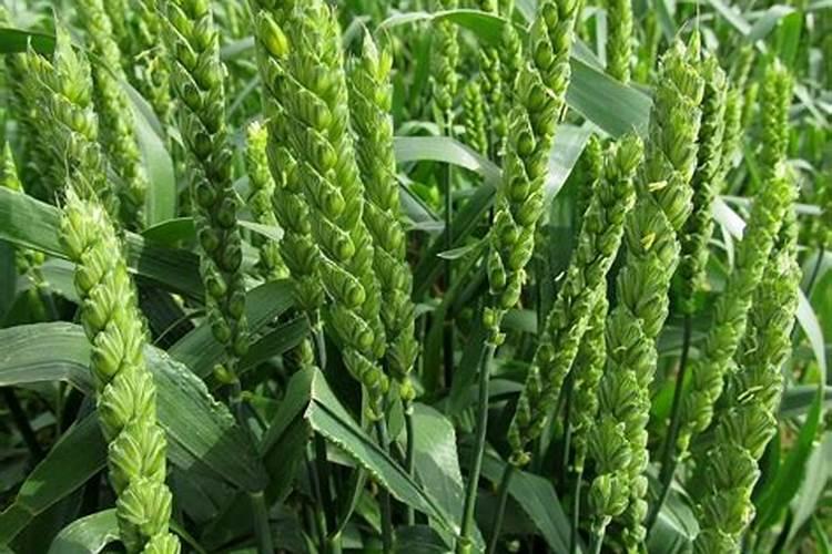 玉米什么时候打芸苔素才最合适？你觉得如何才能高产？