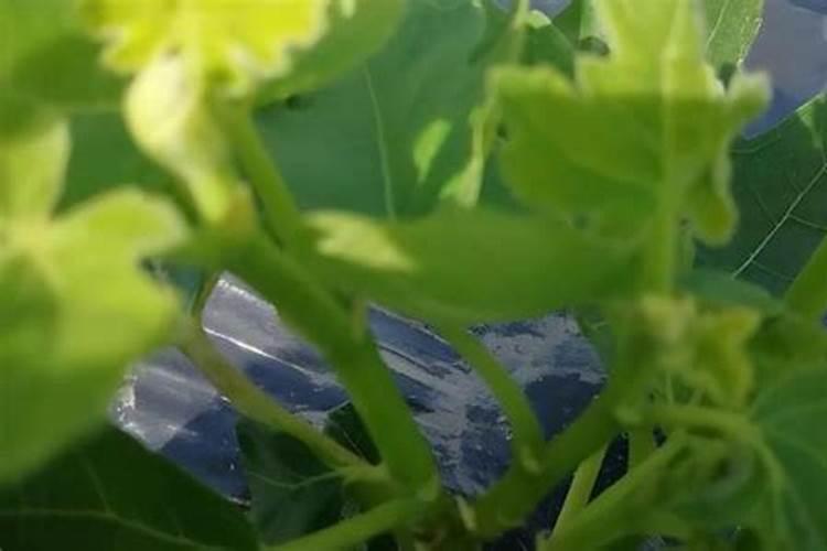 西瓜结果了需要施什么肥料