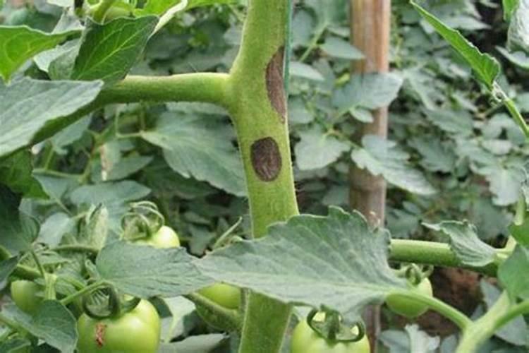 多肉植物怎么栽种