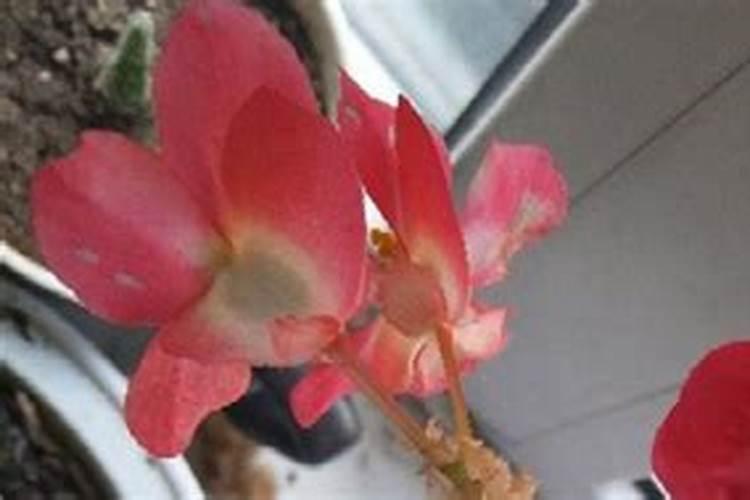 海棠花施什么肥最好