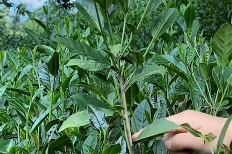硫酸二氢钾用在茶叶上有什么好处
