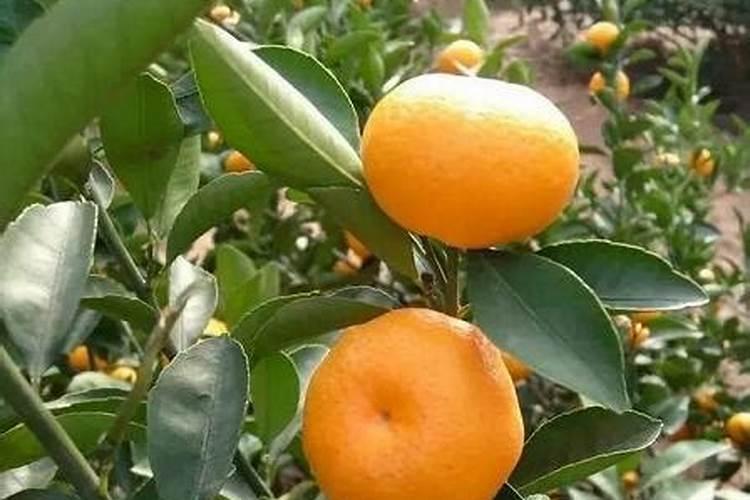 柑橘开花时期适合用啥肥料