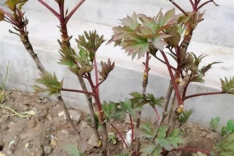牡丹花能直接喷施叶面肥吗