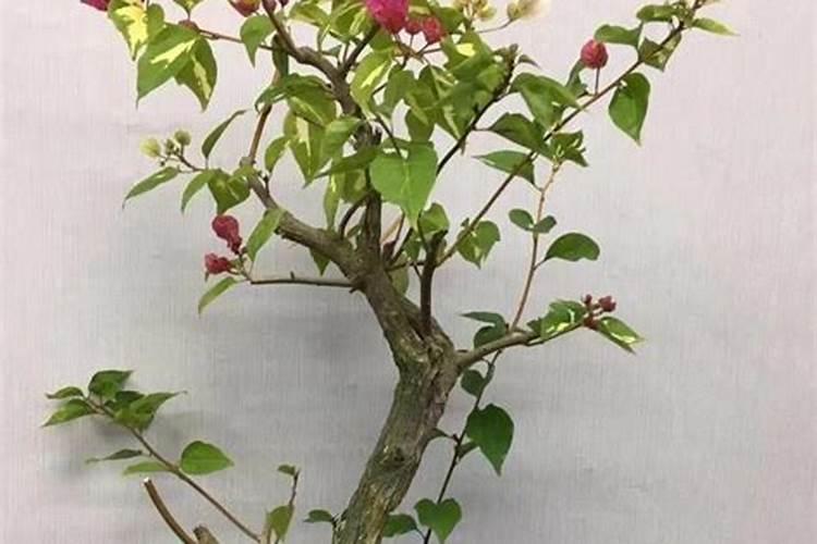 三角梅老桩如何快速生根