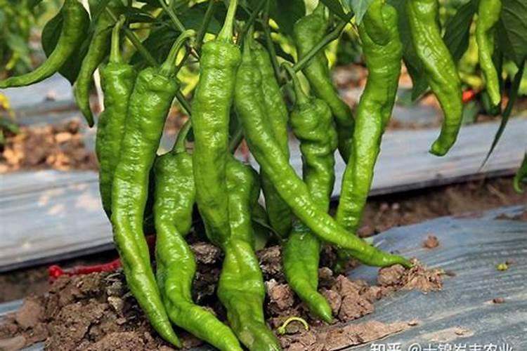种植青椒应该如何施肥？记住这几点!