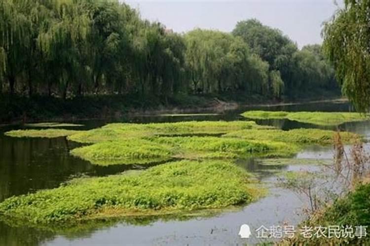 三角梅发芽后施什么肥