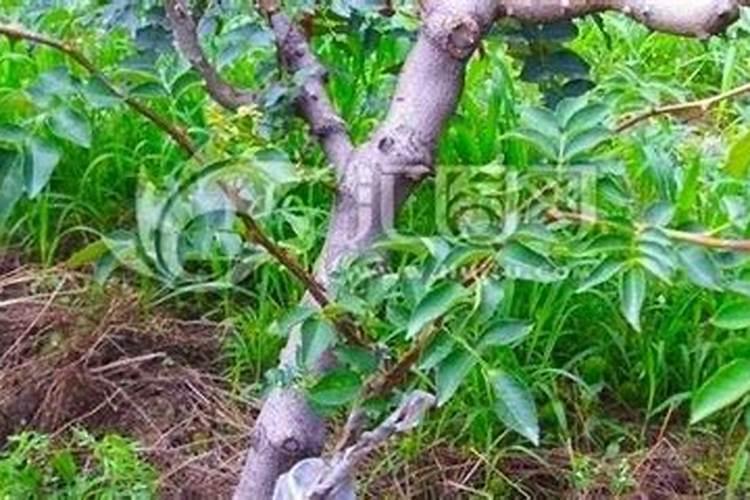 秋天可以给花换土吗