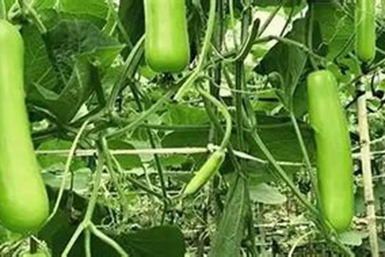 蔬菜施用钙肥要适量