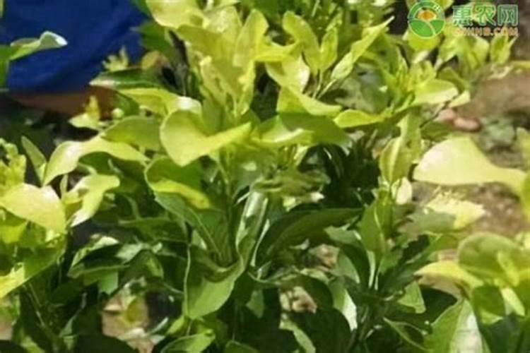 硅藻泥施工墙面要求有哪些？