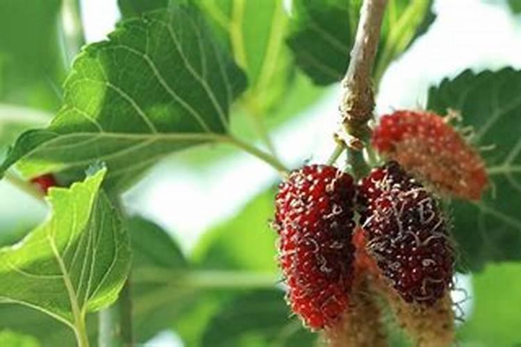 磷肥氮肥尿素复合肥的区别