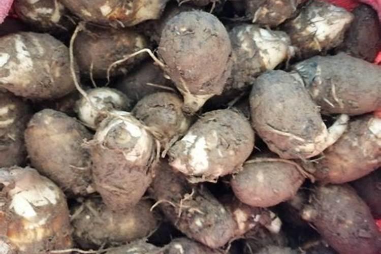 芋头种植啥时候打膨大素？