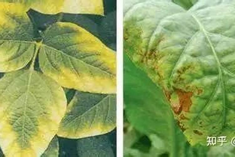 西红柿叶片发黄枯死并有霉状物是怎么回事？应该如何防治？