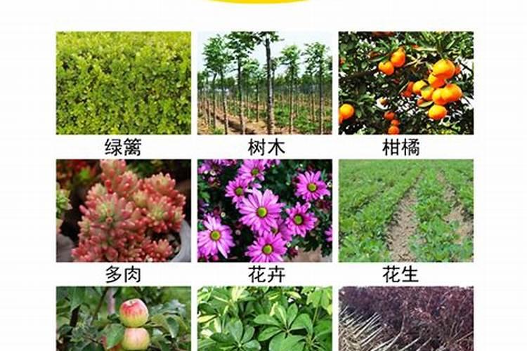解肥害药害什么效果好