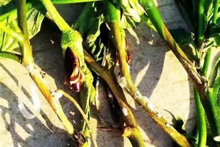 钾肥是什么肥料 植物缺少钾肥会怎么样