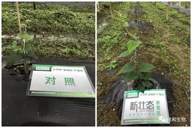 有哪些种植罗汉果的经验值得分享？